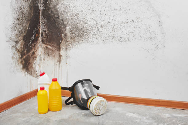 Best Health and Safety Mold Remediation in Barron, WI