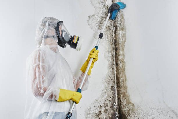 Professional Mold Remediation in Barron, WI