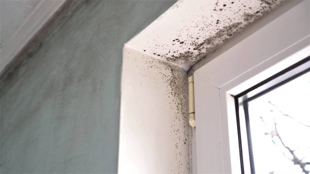 Best Basement Mold Remediation in Barron, WI