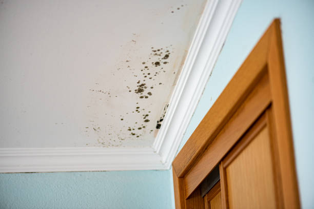 Best Black Mold Remediation in Barron, WI