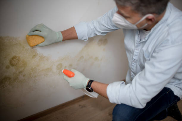 Best Mold Remediation for Schools in Barron, WI