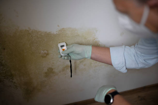 Best Post-Remediation Services in Barron, WI