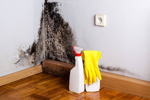 Best Localized Mold Remediation (e.g., coastal areas, humid climates) in Barron, WI