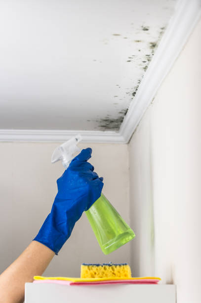 Best HVAC Mold Remediation in Barron, WI