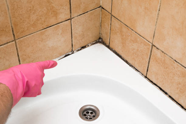 Best Mold Testing and Inspection Services in Barron, WI